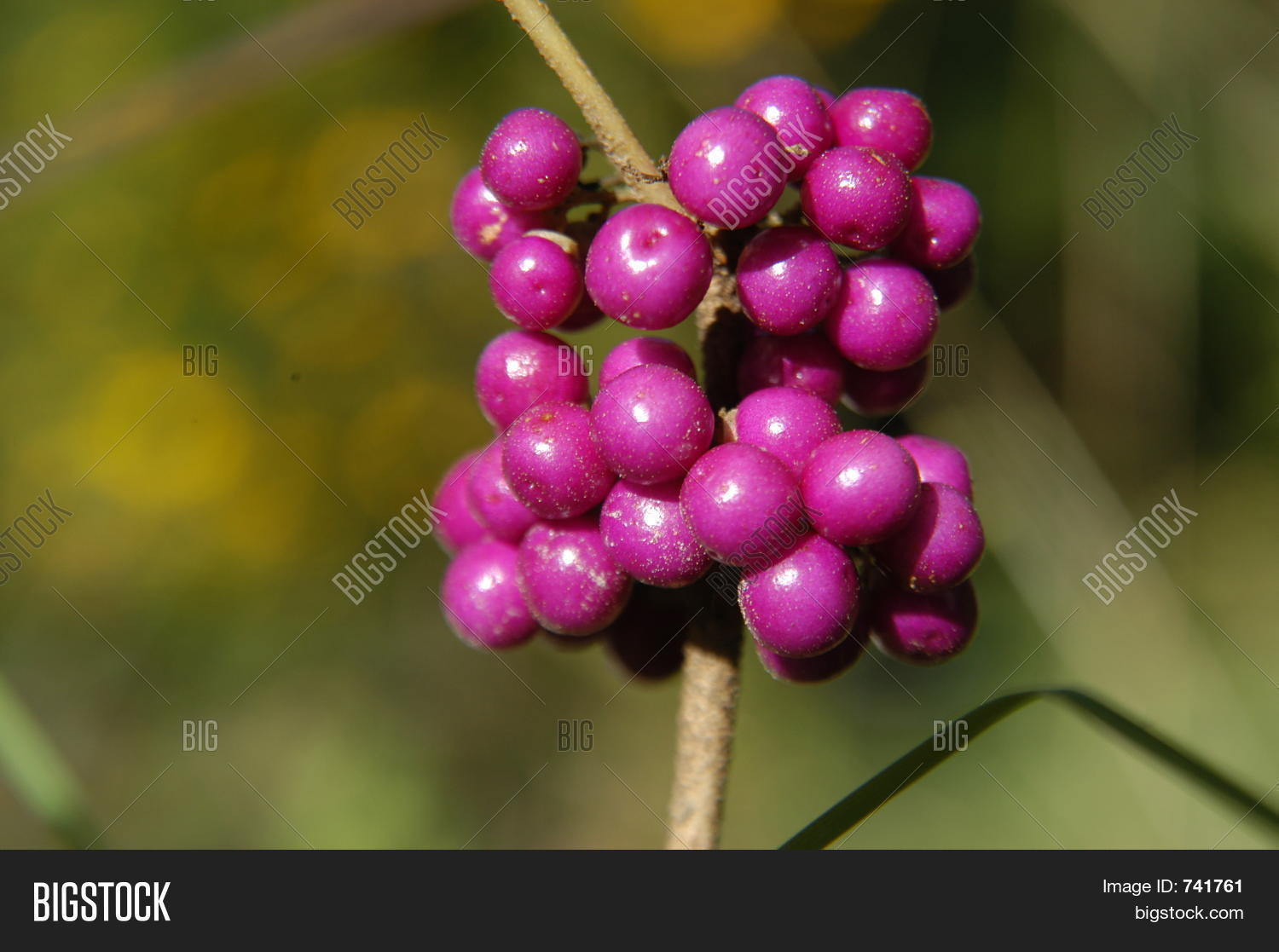 Arkansas Wild Berries Image & Photo (Free Trial) Bigstock