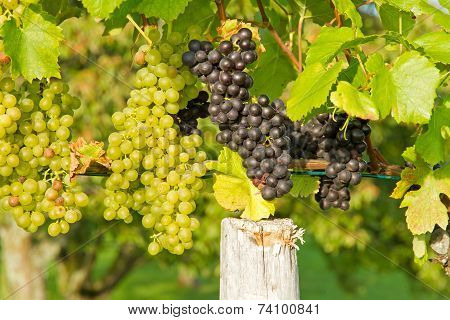 Red and white wine grapes in Beuren, Germany