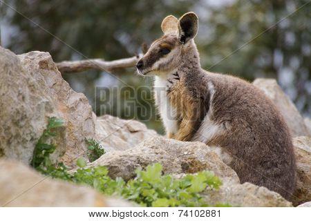 Australian Rock Wallaby