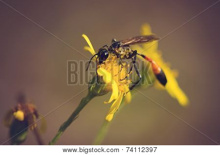 Ichneumon On The Yellow Wildflower
