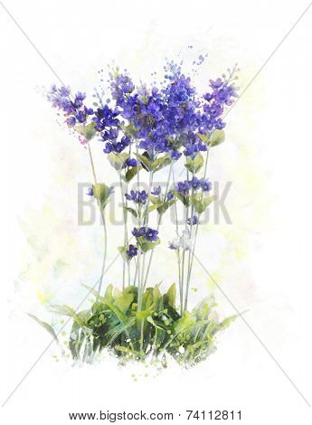 Watercolor Digital Painting Of Lavender Flowers