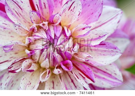 Makro visning af Pink og hvid blomst Dahlia