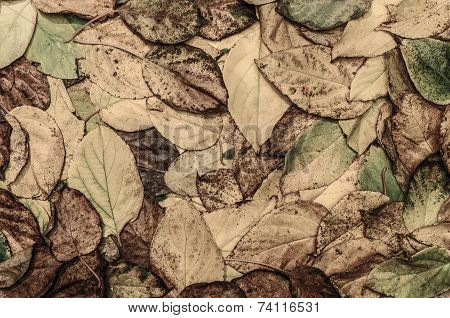 Autumn Leaves (actinidia)background, Texture