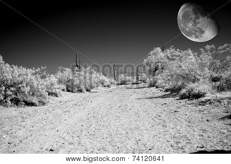 Desert Moon