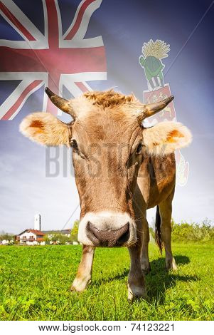 Cow With Flag On Background Series - Cayman Islands