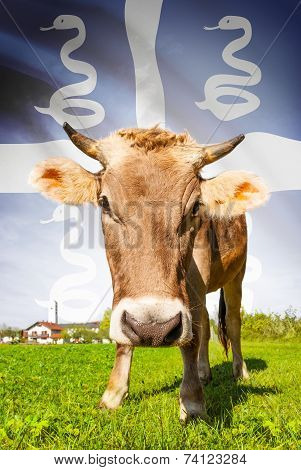 Cow With Flag On Background Series - Martinique