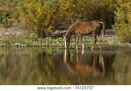 Wild Horse Reflection