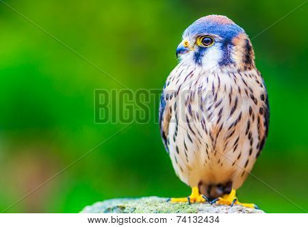 American kestrel