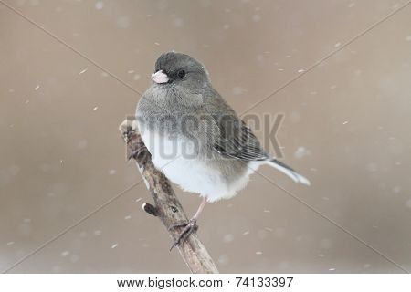 Junco On A Snow-covered Branch