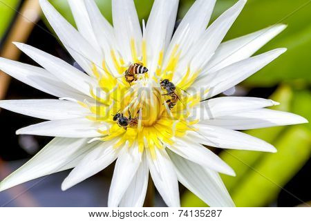 A Beautiful Lotus
