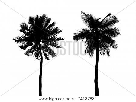 Silhouette of palms isolated on white background