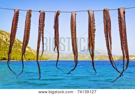 Octopus hanging to dry - seafood fishing background