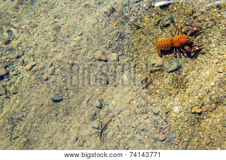 American Signal Crayfish