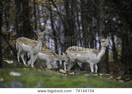 Group of Fallow Deer