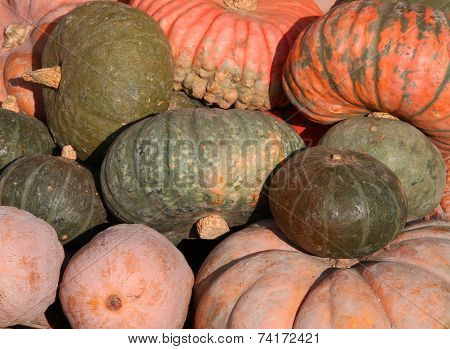 Mature Pumpkins For Sale Directly By The Farmer
