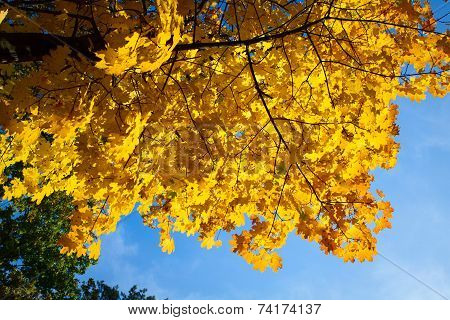 Autumn landscape