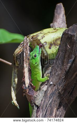 Madagascar Day Gecko