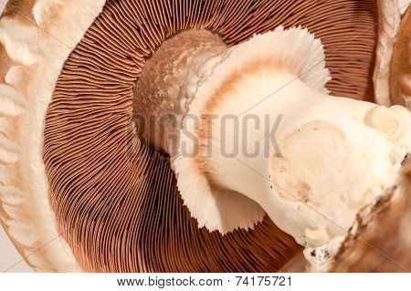Mushroom