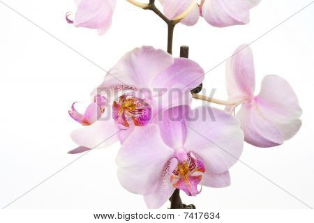 Orchid