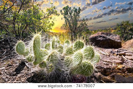 Cactus At Sunrise