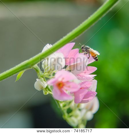 Pink Confederate Vine Blooming In The Garden