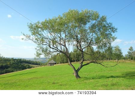 tree in field of serbian rural area