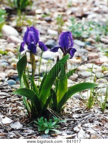 iris morado 