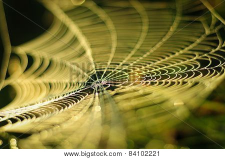 Spider web