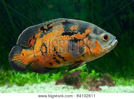 Bright Oscar Fish Underwater