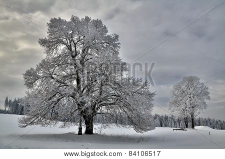 two hundred year old linden