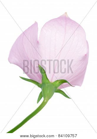 Grandiflorus Flower