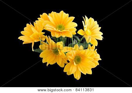 Bunch of Yellow Gerber Daisy's