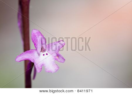 Orchideje Quadripunctata
