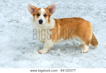 Cardigan Welsh corgi in the snow.