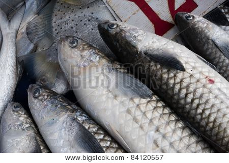 Fresh Barramundi.