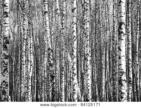 Sunny Trunks Of Birch Trees Black And White