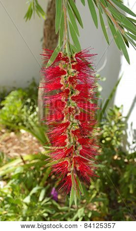 Bottlebush Latin name Callistemon 'Elisabeth'