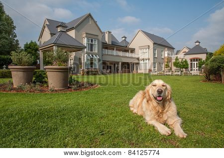 Golden Retriever Relaxing