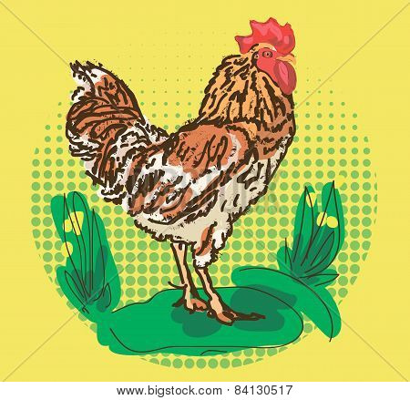 cock