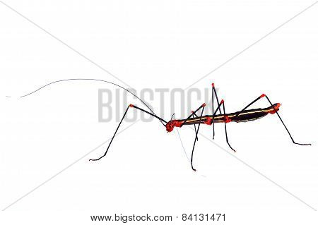 Phasmatodea