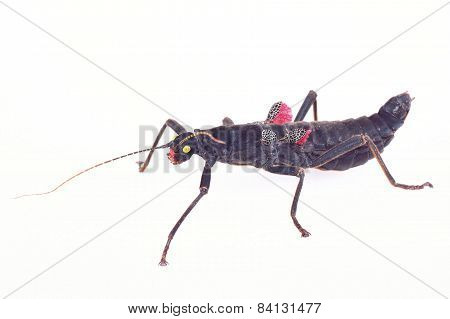 Phasmatodea