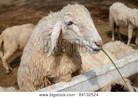 Sheep Eating Grass