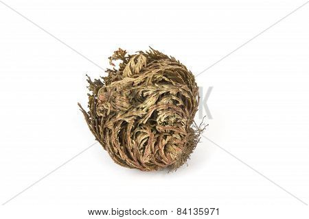 Rose Of Jericho Isolated On White