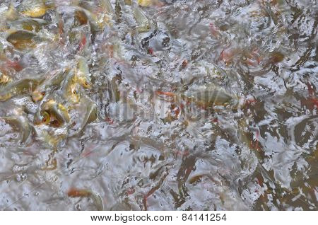 Fish Pond