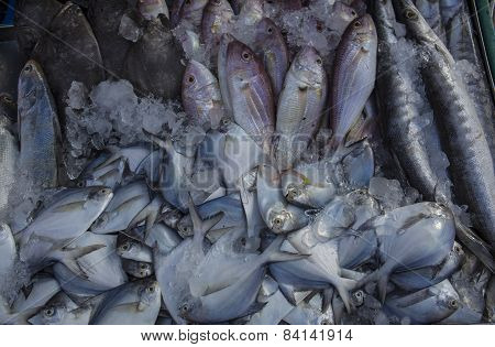 mackerel Seafood Stall Street Market Concept