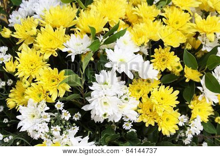 Beautiful Yellow And White Flowers