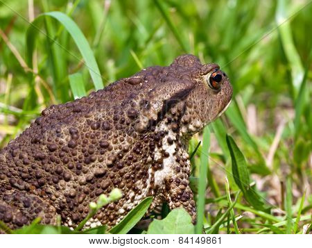Common Toad Bufo Bufo
