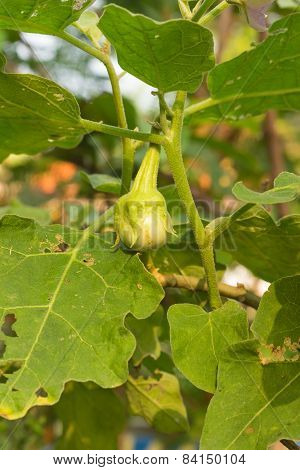 Thai Eggplant fruit