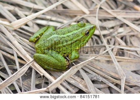 green  frog