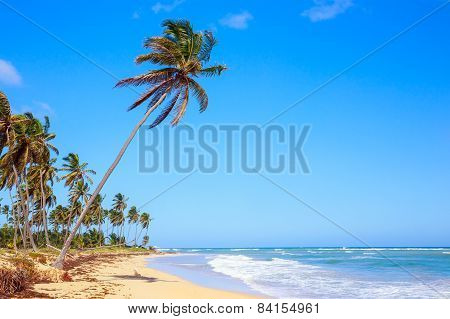 Palm Trees In Dominican Republic